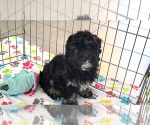 Havanese Puppy for sale in ORO VALLEY, AZ, USA