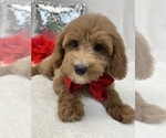 Small Photo #13 Goldendoodle (Miniature) Puppy For Sale in BULLARD, TX, USA