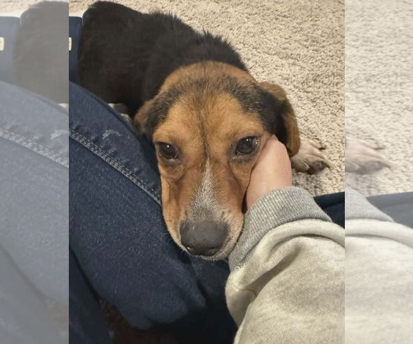 Medium Photo #8 Beagle Puppy For Sale in Arlington, VA, USA