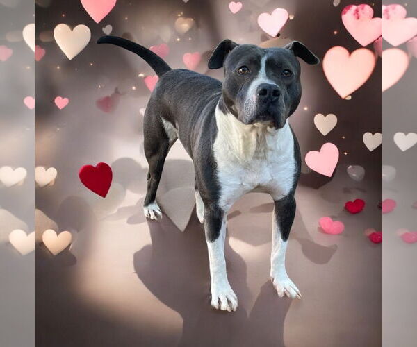 Medium Photo #6 American Bulldog Puppy For Sale in Lexington, SC, USA