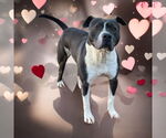 Small #5 American Bulldog