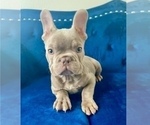 Small #12 French Bulldog