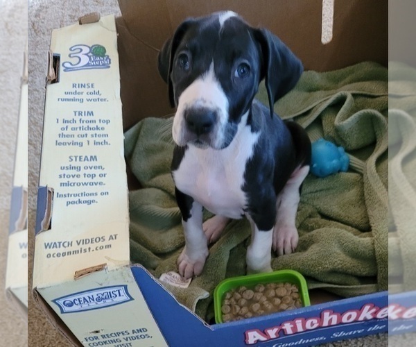 Medium Photo #6 Great Dane Puppy For Sale in BATTLE GROUND, WA, USA