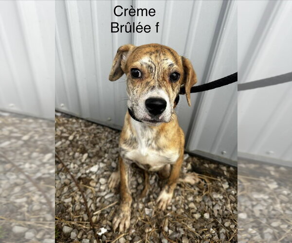 Medium Photo #3 Mutt Puppy For Sale in Evansville, IN, USA
