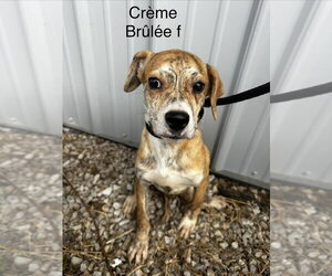 Creme Brulee - Female Mutt Dog for Adoption - Photo #3