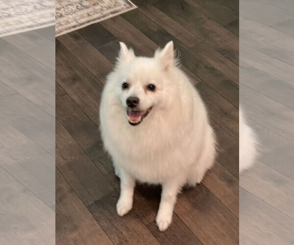 Medium Photo #2 American Eskimo Dog Puppy For Sale in Pikesville, MD, USA