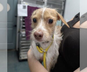 Rat Terrier-Unknown Mix Dogs for adoption in Chico, CA, USA
