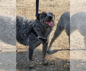 Mutt Dogs for adoption in Santa Rosa, CA, USA