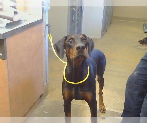 Medium Photo #1 Doberman Pinscher Puppy For Sale in Sacramento, CA, USA