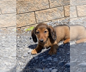 Dachshund Puppy for sale in CANOGA, NY, USA