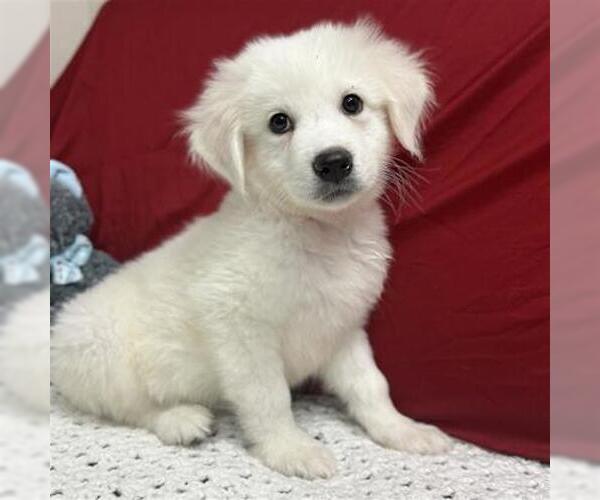 Medium Photo #2 Great Pyrenees Puppy For Sale in Spring, TX, USA