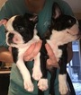 Small Photo #19 Boston Terrier Puppy For Sale in COLUMBIAVILLE, MI, USA