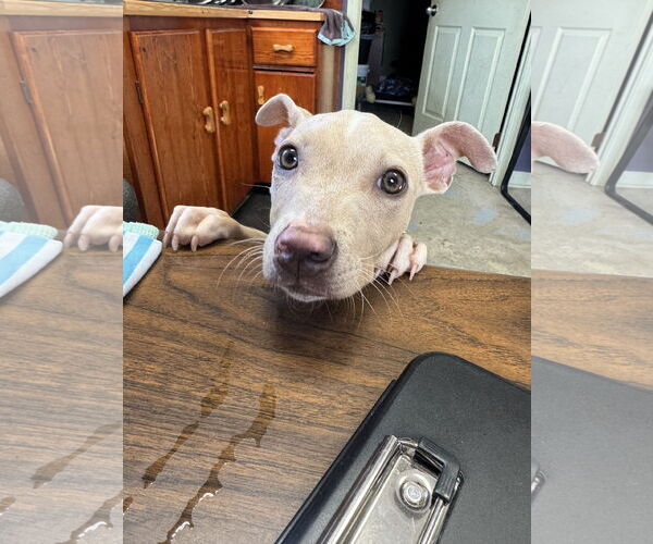 Medium Photo #2 American Pit Bull Terrier-Unknown Mix Puppy For Sale in Sparta, TN, USA