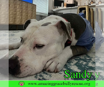 Small Photo #14 American Pit Bull Terrier-Unknown Mix Puppy For Sale in Pensacola, FL, USA