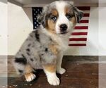 Small Photo #25 Miniature Australian Shepherd Puppy For Sale in WINTER GARDEN, FL, USA