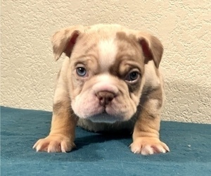 English Bulldog Puppy for sale in NORTH HAMPTON, NH, USA