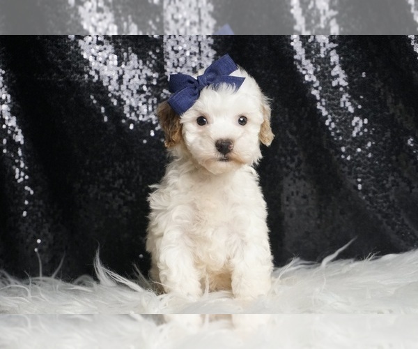 Medium Photo #110 Poodle (Toy) Puppy For Sale in WARSAW, IN, USA