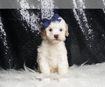 Small Photo #110 Poodle (Toy) Puppy For Sale in WARSAW, IN, USA
