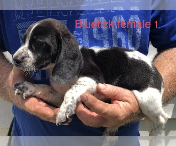 Medium Photo #3 Beagle Puppy For Sale in CLINTON, MO, USA