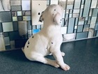 Small Photo #8 Dalmatian Puppy For Sale in ASHEBORO, NC, USA