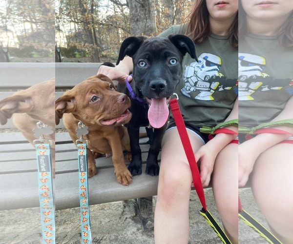 Medium Photo #4 Mutt Puppy For Sale in Holly Springs, NC, USA