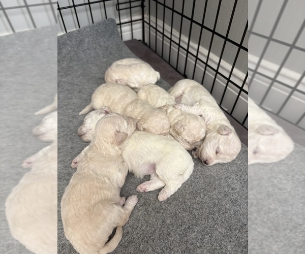 Medium Photo #1 Poodle (Miniature) Puppy For Sale in CARROLLTON, TX, USA