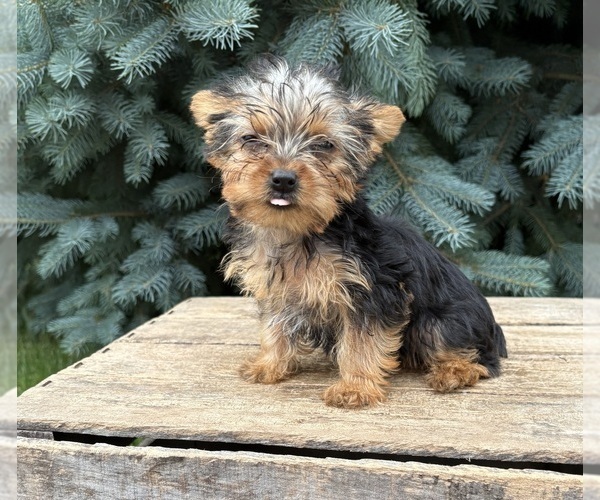 Medium Photo #5 Yorkshire Terrier Puppy For Sale in MIDDLEBURY, IN, USA