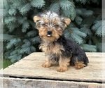 Small #4 Yorkshire Terrier