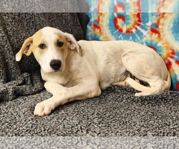 Medium Photo #4 Great Pyrenees-Unknown Mix Puppy For Sale in Talladega, AL, USA