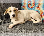 Small #3 Great Pyrenees Mix