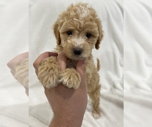 Maltipoo Puppy for sale in ONTARIO, CA, USA