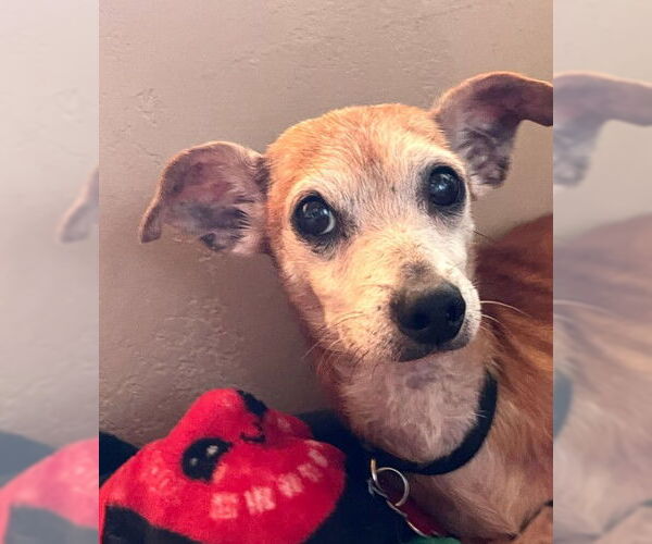 Medium Photo #1 Chihuahua-Unknown Mix Puppy For Sale in San Diego, CA, USA