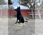 Small Photo #4 German Shepherd Dog Puppy For Sale in HAYWARD, CA, USA