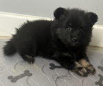 Puppy Blade Pomeranian