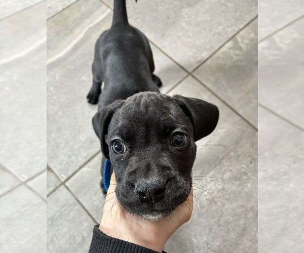 Medium Photo #3 Boweimar Puppy For Sale in Brewster, NY, USA