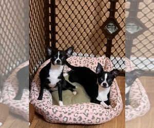 Chihuahua Puppy for sale in WINDER, GA, USA
