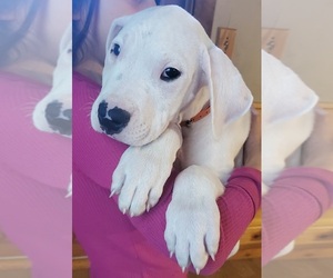 Dogo Argentino Puppy for sale in BELGRADE, ME, USA