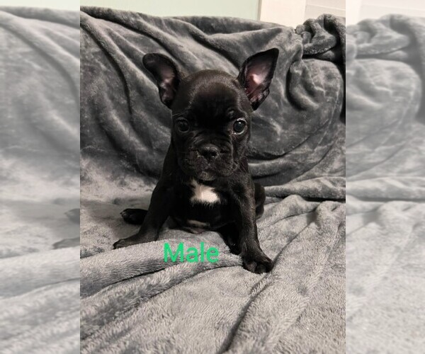 Medium Photo #1 French Bulldog Puppy For Sale in NEW GALILEE, PA, USA