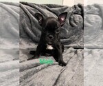 Small Photo #1 French Bulldog Puppy For Sale in NEW GALILEE, PA, USA