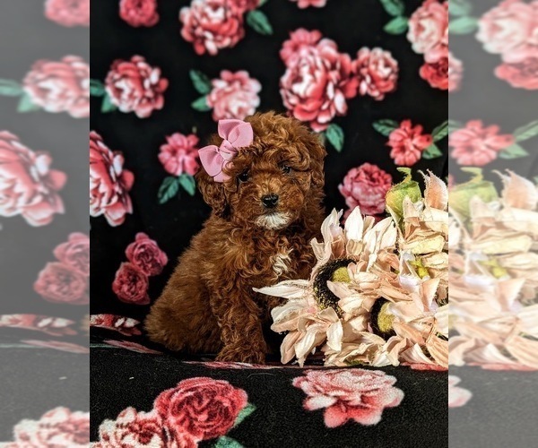 Medium Photo #4 Poodle (Miniature) Puppy For Sale in NOTTINGHAM, PA, USA