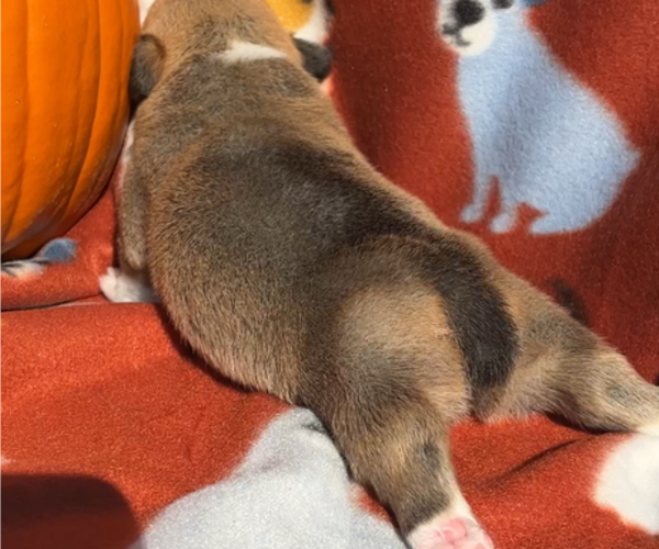 Medium Photo #2 Pembroke Welsh Corgi Puppy For Sale in MIDLOTHIAN, TX, USA