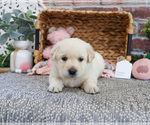 Small #1 Labrador Retriever