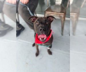 American Staffordshire Terrier-German Shepherd Dog Mix Dogs for adoption in Holly Springs, NC, USA