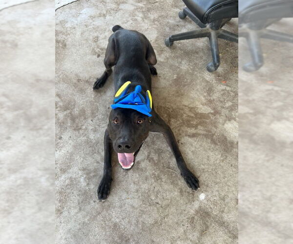 Medium Photo #5 Labrador Retriever-Unknown Mix Puppy For Sale in San Diego, CA, USA