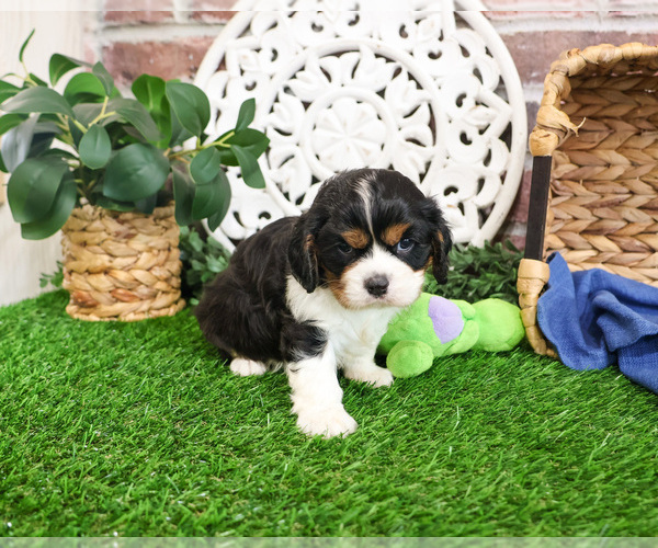 Medium Photo #11 Cavalier King Charles Spaniel Puppy For Sale in SYRACUSE, IN, USA