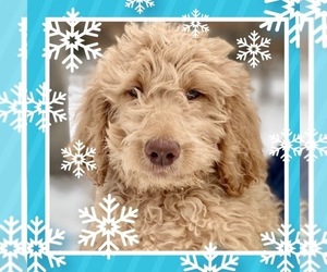 Goldendoodle-Poodle (Standard) Mix Puppy for sale in LEBANON, MO, USA