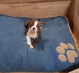Boston Terrier Puppy for sale in ARTHUR, IL, USA