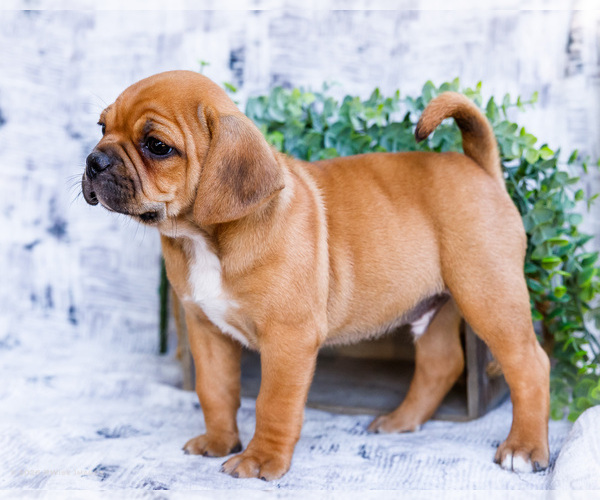 Medium Photo #7 Puggle Puppy For Sale in WAKARUSA, IN, USA