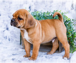 Small Photo #25 Puggle Puppy For Sale in WAKARUSA, IN, USA
