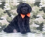 Small Photo #1 Golden Retriever-Goldendoodle Mix Puppy For Sale in LAKELAND, FL, USA